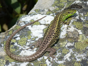 Jašterica Iberolacerta monticola astur, samec, Villabandín, 20.06.2017, 13:23 hod.