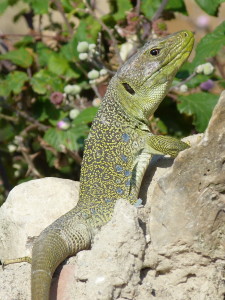 Jašterica perlová ( Timon lepidus ), samec, 21.06.2017, 09:14 hod.