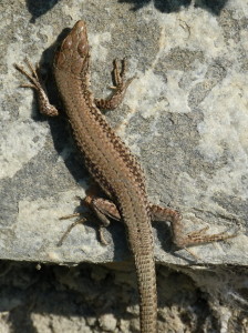 Jašterica múrová ( Podarcis muralis brongniardii ), samec, Escó, 21.06.2017, 09:16 hod.   