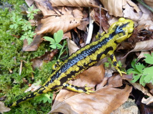 Salamadra škvrnitá ( Salamandra salamandra fastuosa ), Osse en Aspe, 21.06.2017, 14:48 hod.