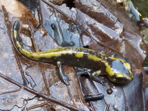 Mláďa salamadry ( Salamandra salamandra fastuosa ), Osse en Aspe, 15:40 hod. 					