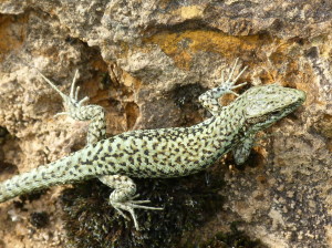 Jašterica múrová ( Podarcis muralis brongniardii ), samec, Aydius 21.06.2017, 18:20 hod.