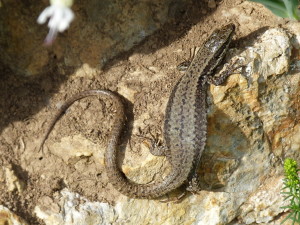 Jašterica múrová ( Podarcis muralis brongniardii ), samička, El Portalet, 22.06.2017, 18:50 hod.