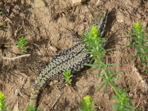 Jašterica múrová ( Podarcis muralis brongniardii ), samec, El Portalet, 22.06.2017, 18:50 hod.