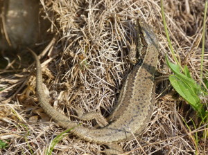 Jašterica múrová ( Podarcis muralis brongniardii ), samička, Gourette, 08:56 hod. 