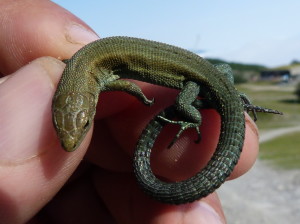 Jašterica živorodá ( Zootoca vivipara louislantzi ), mláďa, Gourette, 23.06.2017, 09:11 hod.