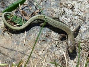 Iberolacerta bonnali, samec, Lac d´Anglas, Gourette, 23.06.2017, 14:30 hod.