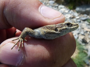 Iberolacerta bonnali, detail samičky, Lac d´Anglas, Gourette, 23.06.2017, 15:07 hod.