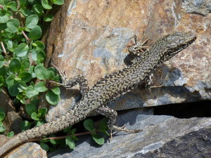 Neďaleko už vládol tento samec jašterice múrovej ( Podarcis muralis brongniardii ), 24.06.2017, 13:52 hod.