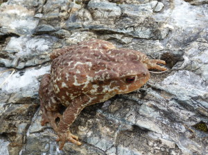 Ropucha bradavičnatá ( Bufo spinosus ), Etang D'Ayes, 25.06.2017, 09:48 hod.