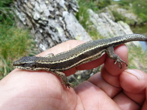 Iberolacerta aranica, samička, Etang D'Ayes, 25.06.2017, 13:59 hod.