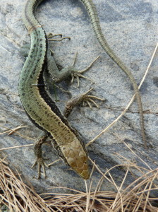 Iberolacerta aurelioi, iné samičky, Étang de Soulcem, 26.06.2017, 15:49 hod.