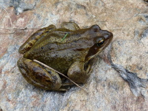 Skokan hnedý ( Rana temporaria parvipalmata ), Étang de Soulcem, 26.06.2017, 16:16 hod