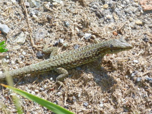  Jašterica múrová ( Podarcis  muralis brongniardii ), samec, 27.06.201, Serra del Cadí, 10:51 hod.