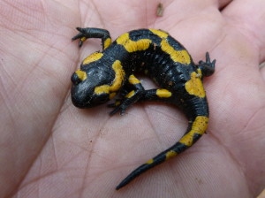 Salamandra škvrnitá ( Salamandra salamandra terrestris ), potok	 v Santa Fe, 27.06.2017, 18.06 hod