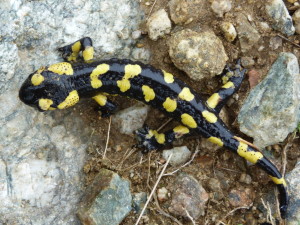 Salamandra ( Salamandra salamandra terrestris ), západne Canigou, 28.06.2017, 10:58 hod.