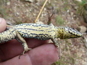 Jašterica múrová ( Podarcis muralis brongniardii ), samec, Canigou, 28.06.2017, 13:35 hod.