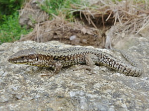 Jašterica múrová ( Podarcis muralis brongniardii ), samec, západne Canigou, 28.06.2017, 13:35 hod.