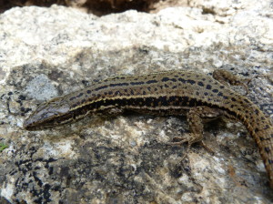 Jašterica múrová ( Podarcis muralis brongniardii ), samička, Canigou, 28.06.2017, 12:44 hod.