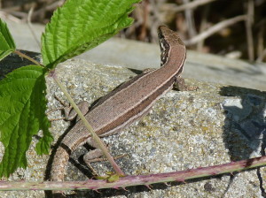 Jašterica múrová ( Podarcis muralis ), samička,Biesheim, 29.06.2017, 17:46 hod. 