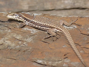 Jašterica múrová ( Podarcis muralis ), mladý samec Biesheim, 29.06.2017, 17:46 hod. 