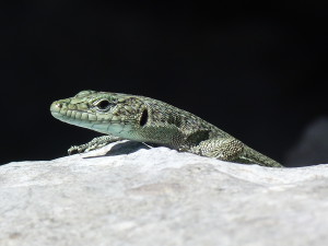 Jašterica dalmatská ( Dalmatolacerta oxycephala ), samec, 26.07.2017, Viter, 11:08 hod.