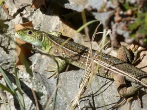 Jašterica trojpruhá ( Lacerta trilineata ), Stará Podaca, 29.07.2017, 09:26 hod.  