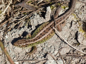 Jašterica krátkohlavá ( Lacerta agilis ), samec, odpočívadlo Rotmaintal, 07.04.2018, 07:49 hod. 