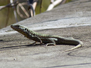 Jašterica múrová ( Podarcis muralis maculiventris ), samec, múr záhrady, 07.04.2018, 12:58 hod.