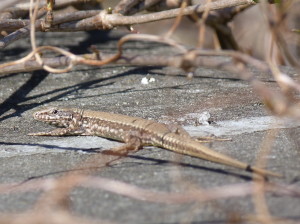 Jašterica múrová ( Podarcis muralis maculiventris ), samička, 07.04.2018, 13:01-03 hod.