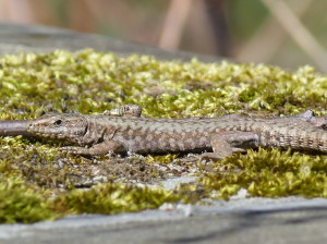 Jašterica múrová ( Podarcis muralis maculiventris ), samec, záhrada, 07.04.2018, 13:01-03 hod.