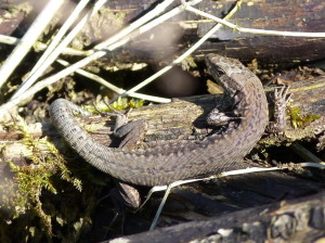 Jašterica múrová ( P. muralis maculiventris ), samička v kope dreva vedľa koľajníc.