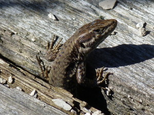 Jašterica múrová ( Podarcis muralis maculiventris ), samec, areál stanice, 07.04.2018, 14:07 hod.