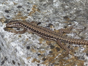 Jašterica múrová ( P. muralis maculiventris ), samička, areál stanice, 07.04.2018, 14:14 hod.