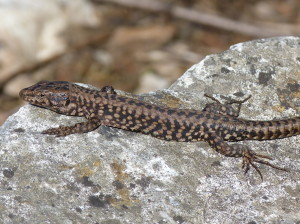 Jašterica múrová ( P. muralis maculiventris ), samec, areál stanice, 07.04.2018, 14:14 hod.