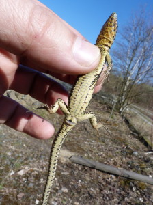 Jašterica múrová ( P. muralis maculiventris ), brucho samičky, 07.04.2018, 14:26 hod.