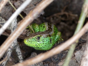 Druhý samec jašterice krátkohlavej ( Lacerta agilis argus ), breh Berinčeka.