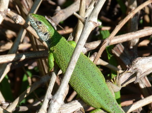 Jašterica zelená ( Lacerta viridis ), samica, vinohrady, Ip. Predmostie.