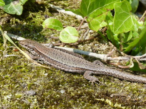 Jašterica múrová ( Podarcis muralis brongniardii ) samička, veľa jašteríc malo ulomený chvost, Weinsberg.