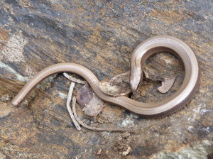 Slepúch lámavý ( Anguis fragilis ), zatáčka asi 1,5 km JV od kostola v Corsavy, 19.05.2019, 16:13 h.