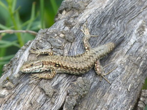 Jašterica múrová, samec ( Podarcis muralis brongniardii ), Corsavy.