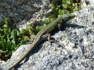 Iberolacerta monticola monticola, samec, 1850 m.n.m., Serra da Estrela, 27.05.2019, 17:10 hod.  