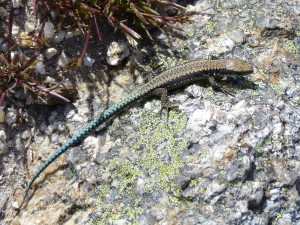 Iberolacerta monticola monticola, mláďa, 1850 m.n.m., 27.05.2019, 17:21 hod.