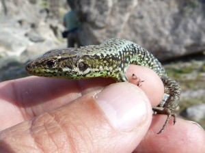 Iberolacerta monticola monticola, detail mladého samca, 27.05.2019, 17:57 hod. 