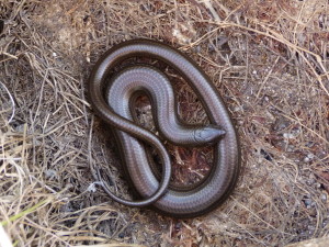 Chalcides striatus, tmavohnedý, priehrada Lago do Viriato, 27.05.2019, 18:12 hod. 