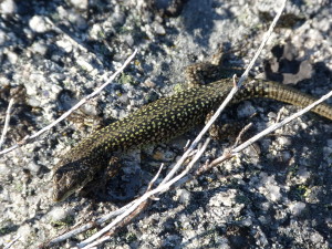 Podarcis guadarramae lusitanicus, druhý samec, priehrada Lago do Viriato.  