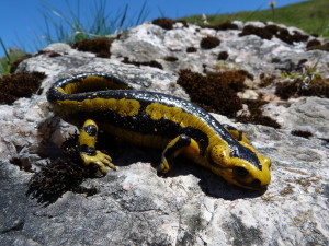 Salamandra salamandra bernardezi, Púerto de la Cubilla, 29.05.2019, 13:38 hod.