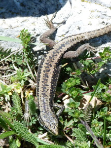 Iberolacerta monticola cantabrica, mladý samec, Púerto de la Cubilla, 29.05.2019, 13:58 hod.	