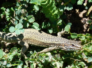 ašterica múrová ( Podarcis muralis brongniardii ), samec.