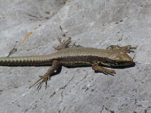 Iberolacerta monticola cantabrica, mláďa, Púerto de la Cubilla, 29.05.2019.	